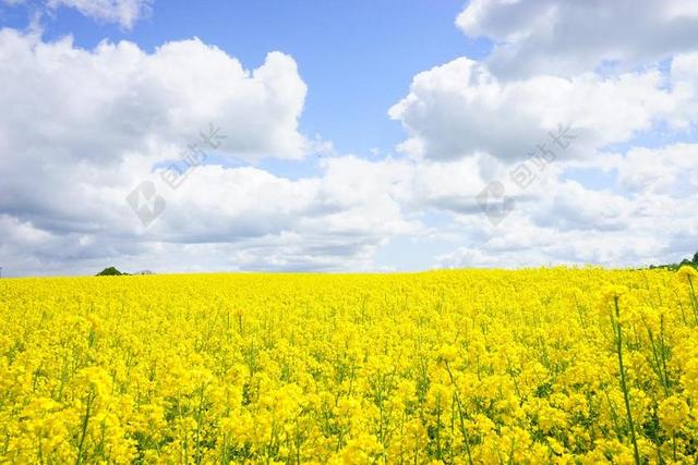 油菜籽场 天空 云 油菜 BLüTENMEER 黄色 鲜花