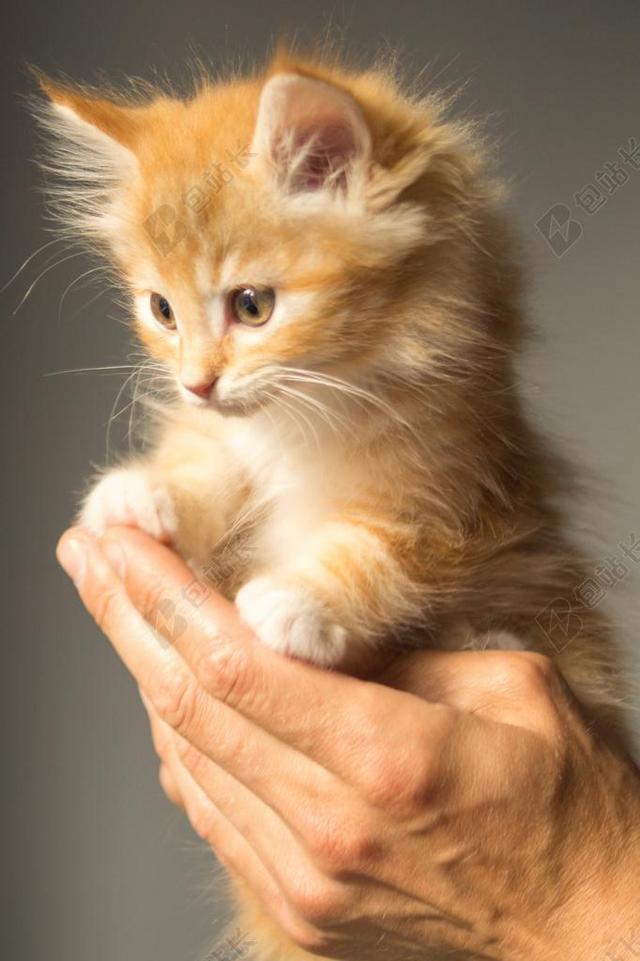 唯美小猫背景图片