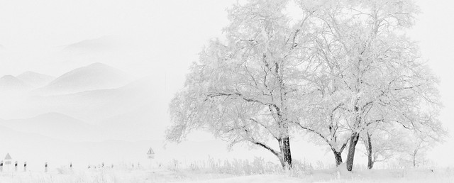 立冬雪松大气白色BANNER