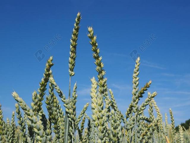 小麦的穗 麦田 小麦 谷物 耳 粮食 食品 农业 厂 无芒