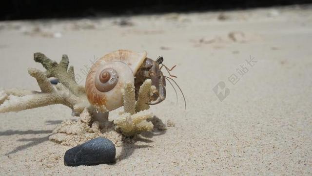 螃蟹 贝壳 砂 海滩 扇贝 桑迪海滩 热带 海