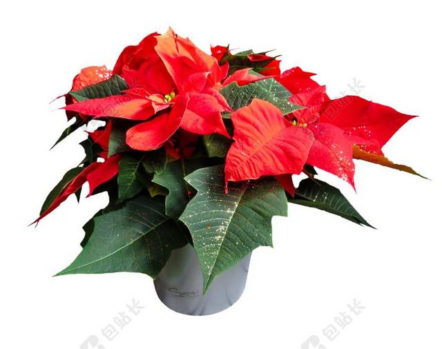 花 一品红 厂 开花 PNG 圣诞节 朵红色的花