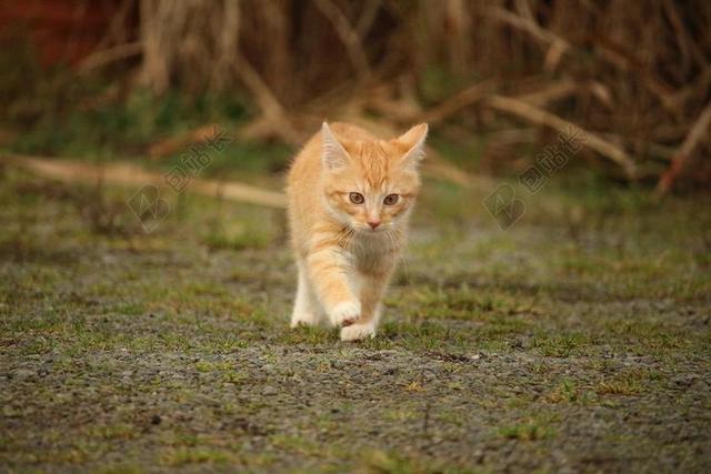 摄影清新花园徒步的花猫背景图片