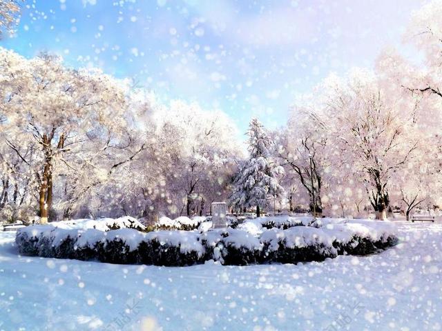 公园 冬季 雪 霜 树 景观 FEERIE 白 冷 雪花