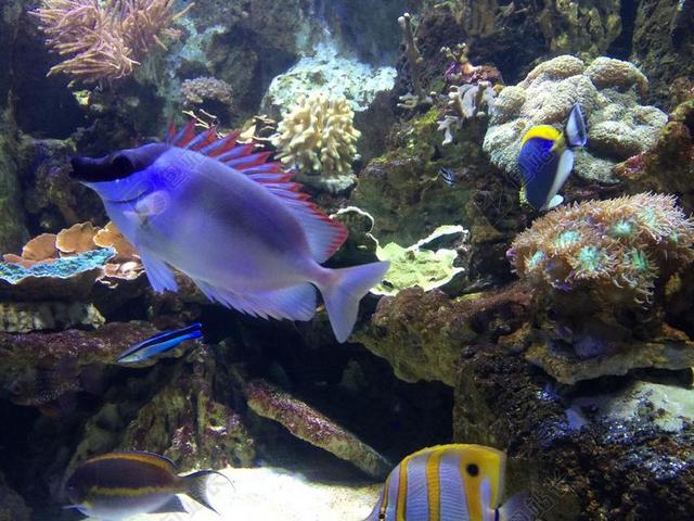 鱼 水族馆 海底世界
