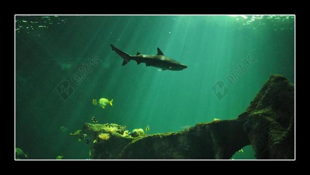 鲨鱼 水族馆 鱼
