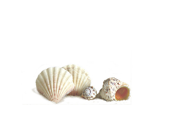 海螺