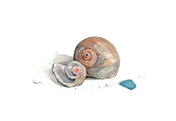 手绘海螺