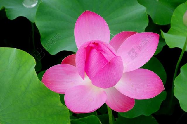 鲜花 雁鸭 莲花 水百合 钉 自来水厂 植物学 大自然 植物