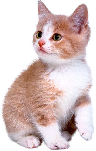 实物猫咪