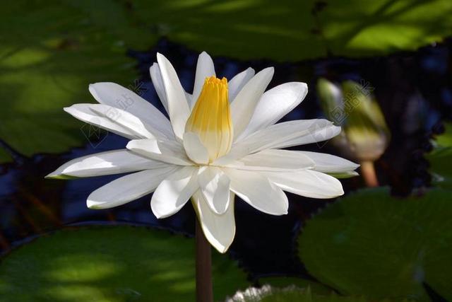 睡莲 白 开花 性质 白花 水生植物 湖 池塘 水 叶子