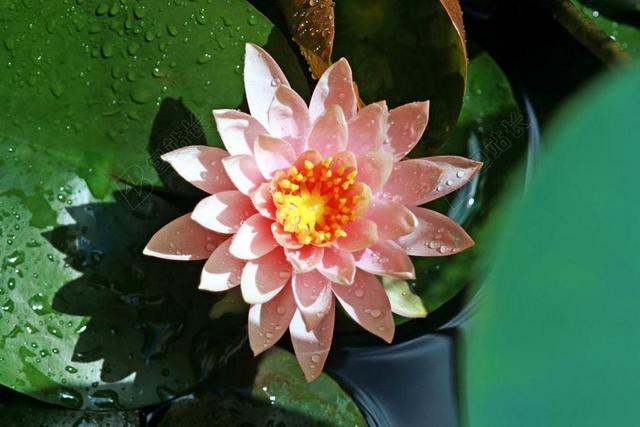 莲花 水百合 钉 鲜花 大自然