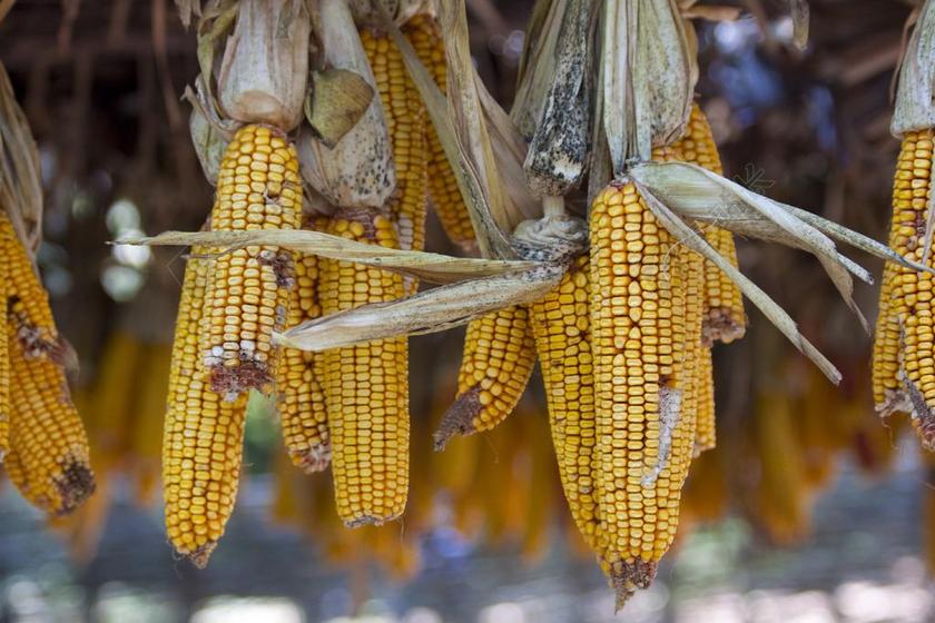 玉米棒 垦 机芯 玉米 黄色 食品 玉米芯 自然 作物