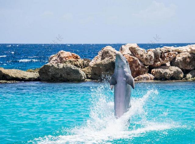海豚 水族馆 走 鱼 动物 海洋 水 生活 海 蓝色