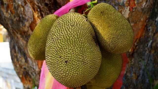 菠萝蜜 水果 绿 泰国水果。 树