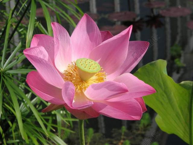 睡莲 百合 花 莲花 水 自然 开花 夏天 池 盛开