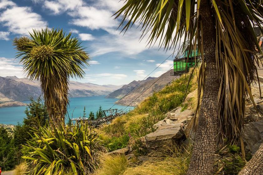 南岛 新西兰 白菜树 海岸 景观 荒野 风景 自然 野生