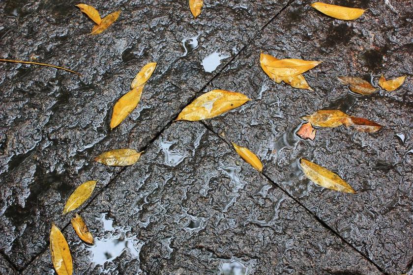 落叶 地 雨天 黄叶
