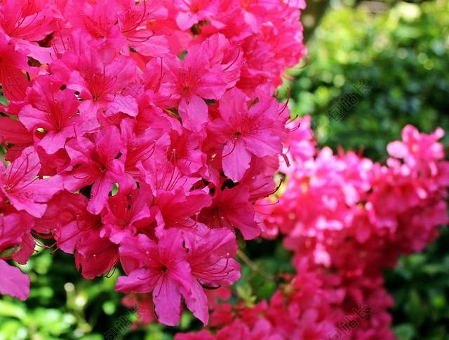 杜鹃花 杜鹃 鲜花 粉色的花 厂 花园 花 布什 春天