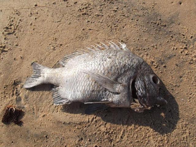 海滩 鱼 死 屠体