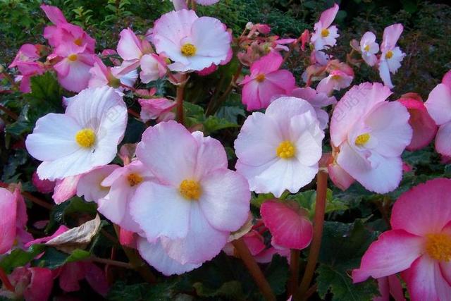 海棠 鲜花 粉红色 白 花瓣 花 水华 开花 小 花园