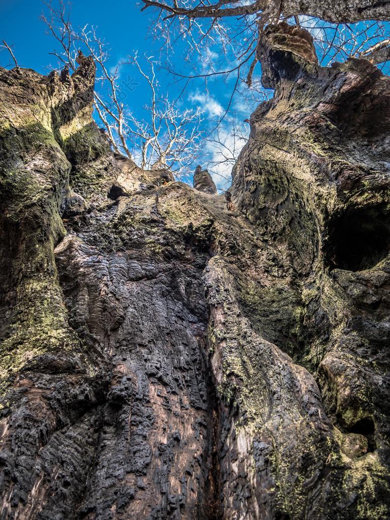 树 老 木材 天空 一百年 布朗 橡木 强 根 性质