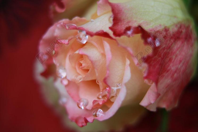 花 花的 玫瑰 夏天 水滴 露水 开花 酿酒 花园 季节