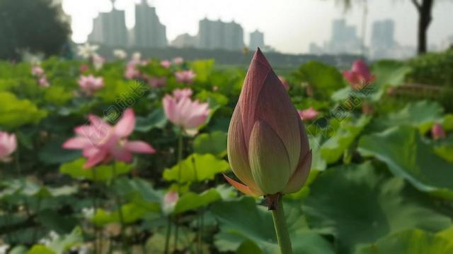 鲜花 花 莲花 莲 圣莲