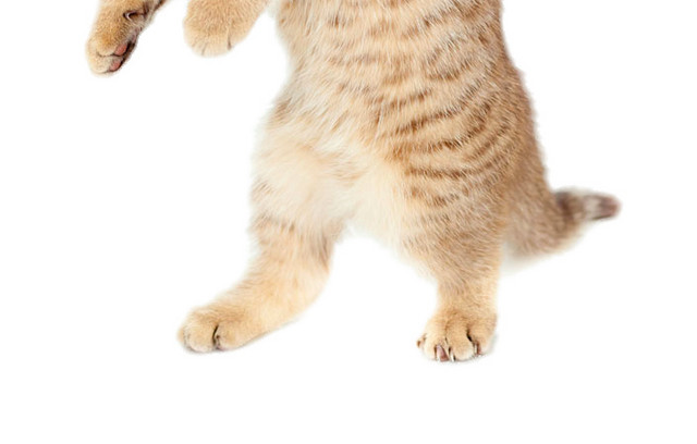 站立小猫