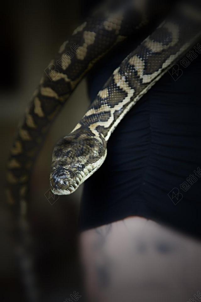 蛇 地毯蛇 宠物蛇 宠物 动物 爬行动物 REPTILIUM