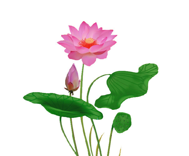 荷花元素