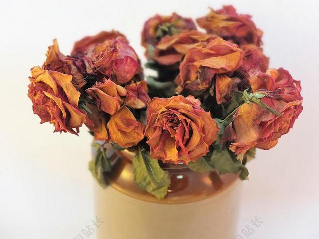 玫瑰 水华 干花 纹理 干 浪漫 情人节 花 花的 花瓣