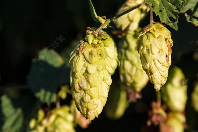 跃点 厂 伞形花序 啤酒花水果 HOPFENDOLDE 啤酒