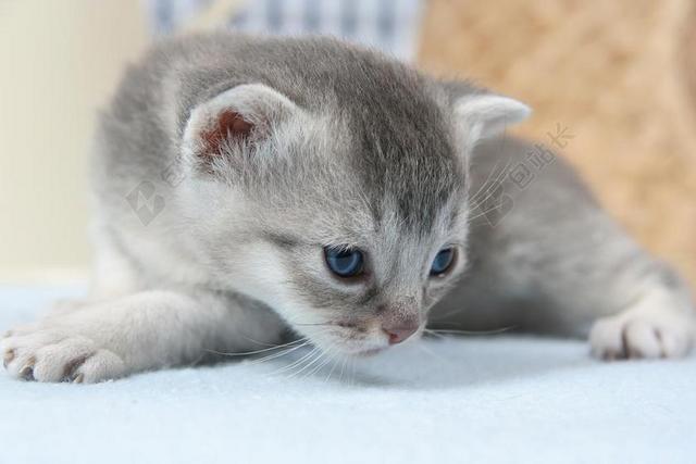动物毛巾上的可爱小猫背景图片
