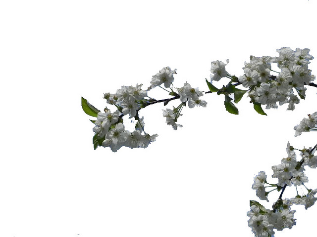 两只白樱花出墙来