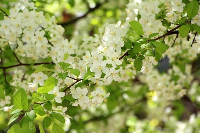 木材 鲜花 春天 4 月 花卉园 花树 植物 大自然