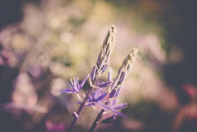 花园唯美盛开的薰衣草背景图片