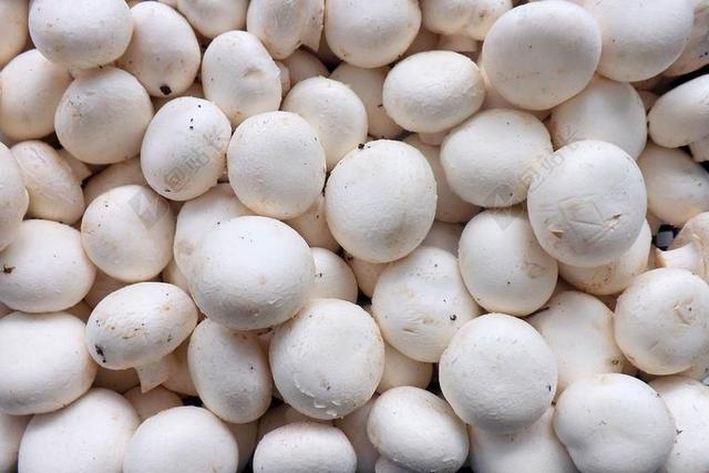 蘑菇 白 白蘑菇 食品