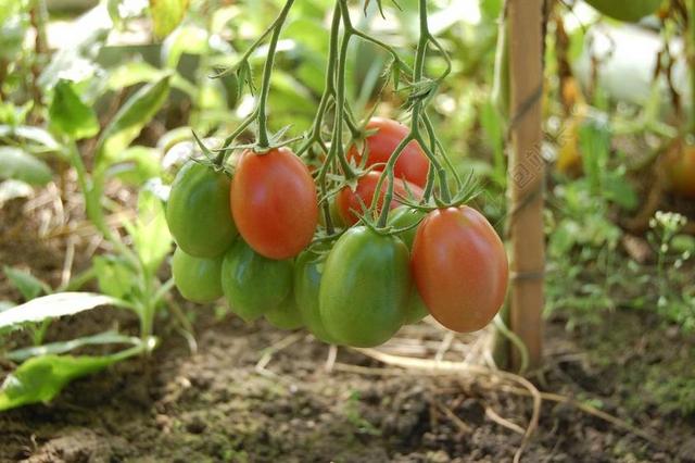 西红柿 蔬菜 番茄 食品 别墅 收获 温室