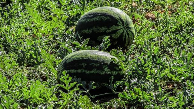 西瓜 植物 水果 农场 农业 蔬菜 食品 塞浦路斯