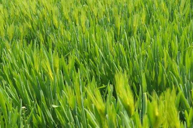 草 绿色 麦穗 麦田 WHEAT BARLEY