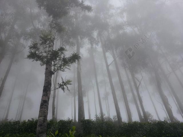 自然斯里兰卡森林雾霾背景图片