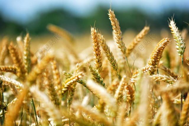 小麦 谷物 由柴塔尼亚 K 农业 小麦的耳朵 WHEATFIELD