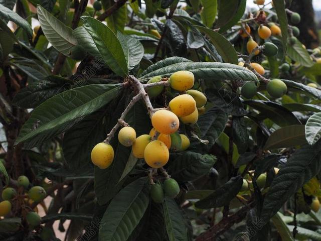MISPELFRüCHTE MISPELBAUM WIDLFRüCHTE
