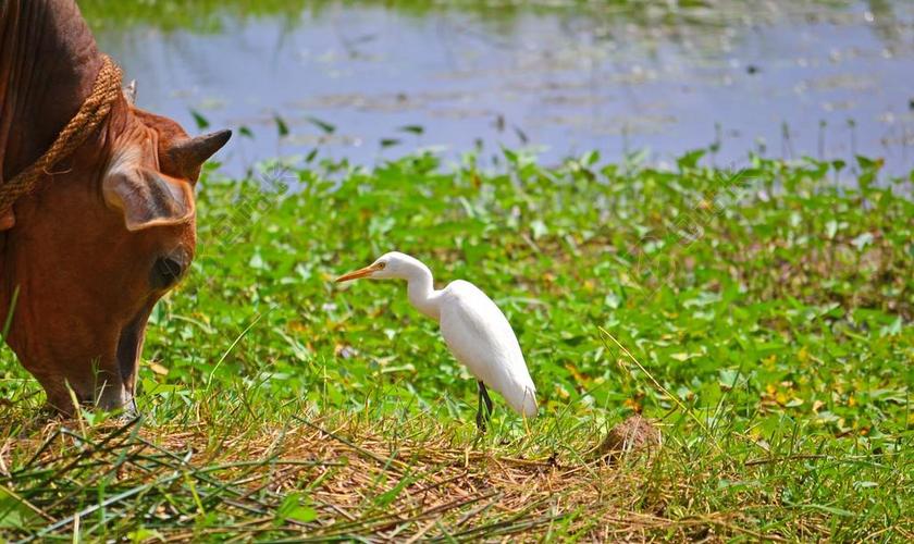 动物吃草的牛和白色的鹭背景图片