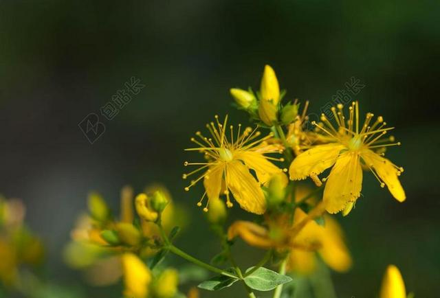 贯叶连翘 草本的 圣约翰麦芽汁 野花 长雄蕊 药用植物 春