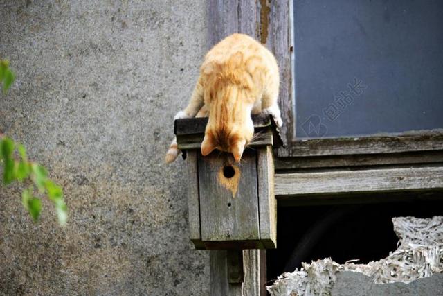 动物鸟窝上的黄色猫咪背景图片