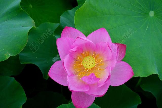 鲜花 雁鸭 莲花 水百合 钉 自来水厂 植物学 大自然 植物
