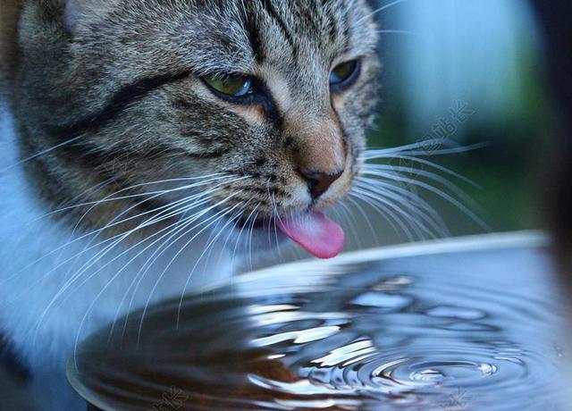 唯美喝水的小猫背景图片