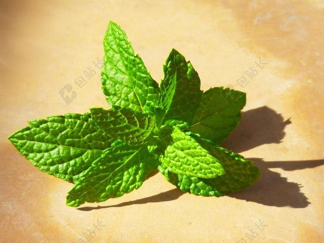 薄荷 新鲜 叶 绿色